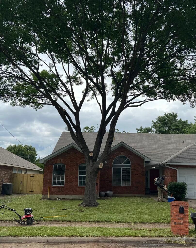 large tree removal near me