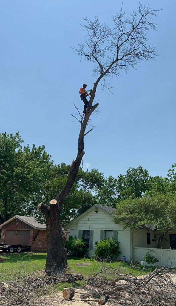 licensed tree removal service near me
