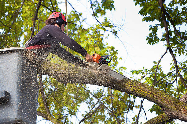 commercial tree care services
